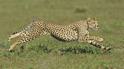 What Is The Fastest Animal On Earth Live Science