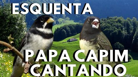 ESQUENTAR Papa Capim MELHOR Papa Capim CANTANDO E Papa Capim