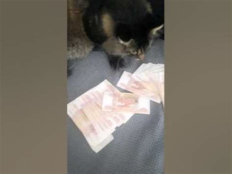 ОЧЕНЬ БОГАТЫЙ КОТ #животные #кот #мейнкуны #мейнкункотята #подпишись # ...