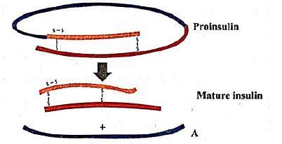 Given Figure Represents The Maturation Of Pro Insulin Into Insulin