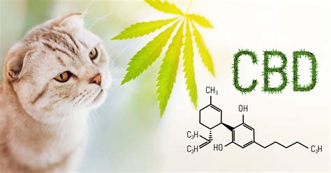 The Common Benefits Of Cbd Oil For Cats