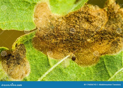 Manchas De Necrose Nas Folhas Das Plantas Imagem De Stock Imagem De