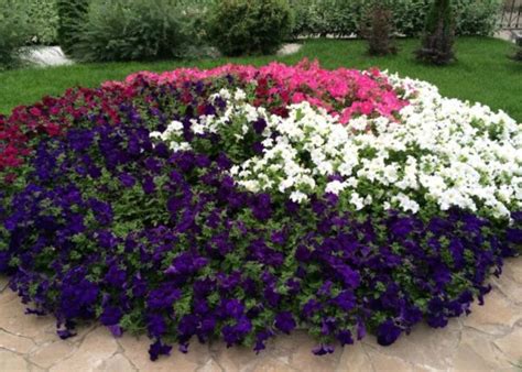 Низкорослые цветы для клумб цветущие все лето: названия с фото