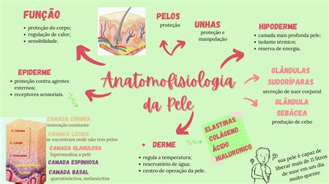 Mapa Mental Sistema Tegumentar REVOEDUCA