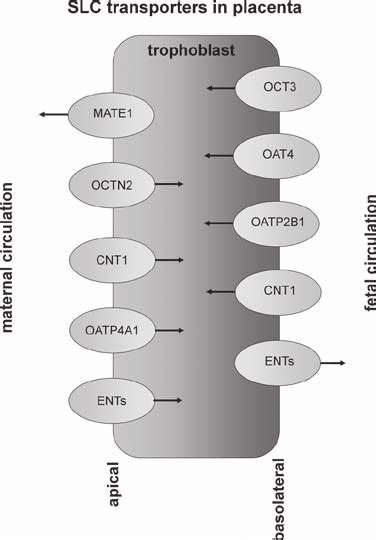 Schematic Depiction Of The Main Slc Drug Transporters Expressed In The