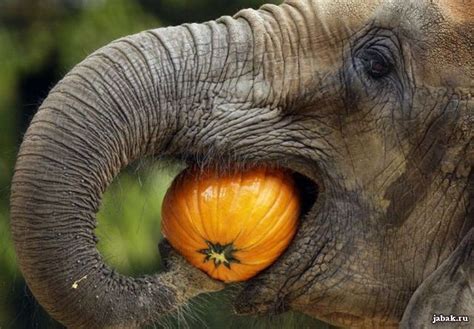 Funny Stuff Funny Humor Pinsland Elephant Eating