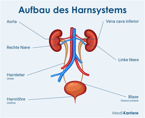 Urin Zusammensetzung Filterung Und Analyse