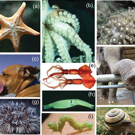 Examples of hydroskeletons and muscular hydrostats: (a) tube feet in ...