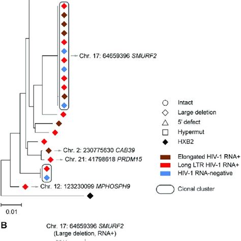 Transcriptional activity of single HIV-1 proviruses from study ...