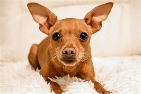 Brown Miniature Pinscher