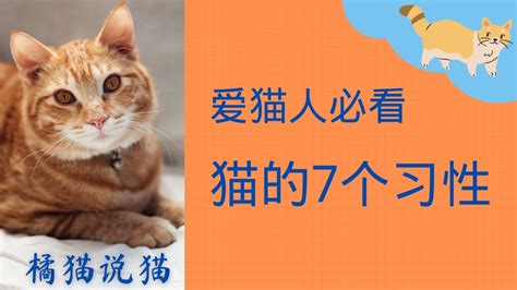 【爱猫人必看】猫的7个习性：明白猫的需求，更好地爱它并与它相处！橘猫说猫9 Youtube