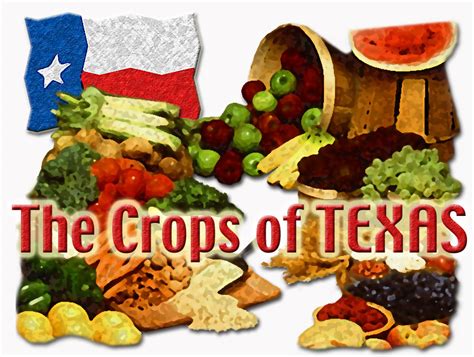 The Crops Of Texas Vegetable Resources Vegetable Resources