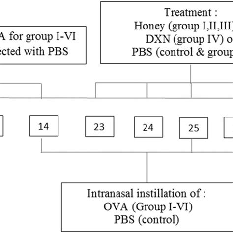 Schematic Diagram Of The Experimental Protocol In Mice The Mice Were