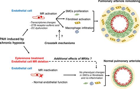 Mr Mineralocorticoid Receptor In Endothelial Cells A Major