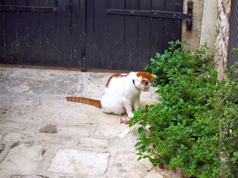 A Day In Rovinj A Lively Fishing Port In Croatia Traveling Cats