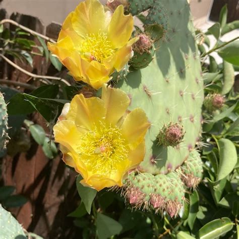 Opuntia Matudae Xoconostle Etsy