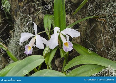 Cattleya Schroederae Una Orqu Dea Tropical Blanca Violeta Y Amarilla