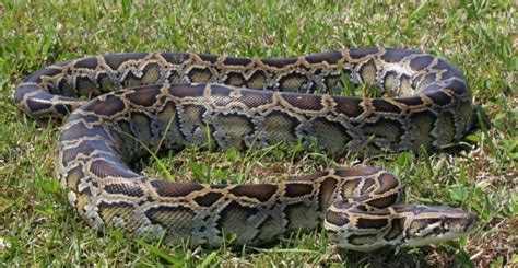 Burmese Python Facts Description Diet And Pictures