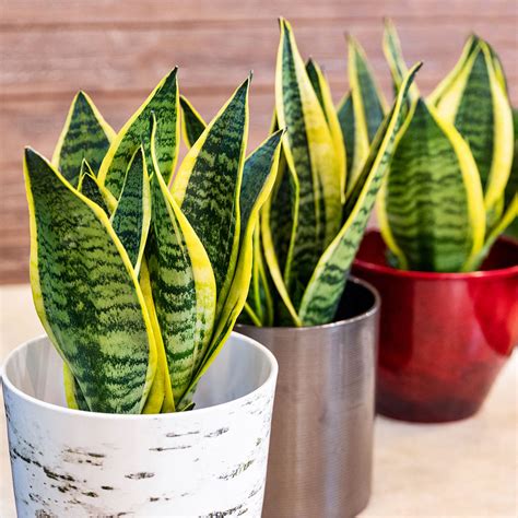 Laurentii Snake Plants For Sale Fastgrowingtrees