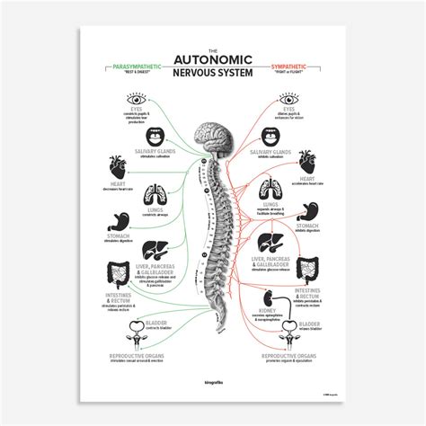 Autonomic Nervous System Chart Poster