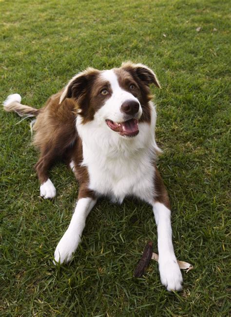 What Dog Is A Good Companion For A Border Collie Mix Cuteness