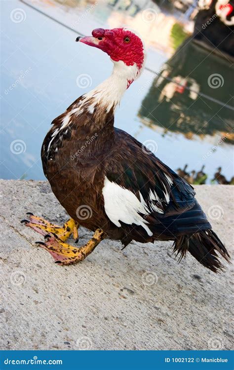 Male Muscovy Duck Stock Photo Image Of Black Wildlife 1002122