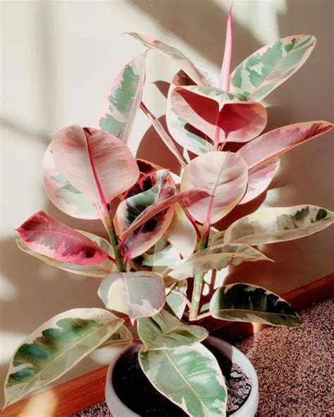 Homalomena House Plant with Pink and Green Leaves