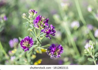 Alfalfa Medicago Sativa Called Lucerne Perennial Stock Photo