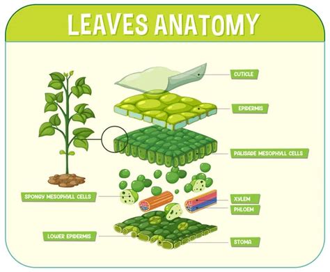 Internal Structure Leaf Diagram Illustration Stock Vektor