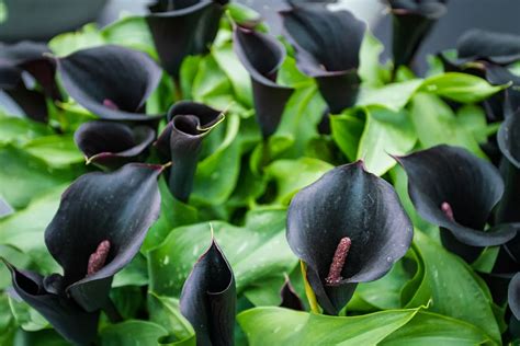 10 fleurs noires à choisir pour votre jardin sublimez votre extérieur