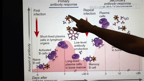 Differences Between Primary And Secondary Immune Response Immunology