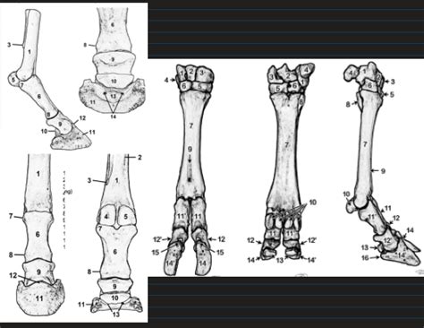 Equine And Bovine Distal Limb Diagram Quizlet