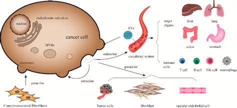 Biological Regulation Of Exosomes On Cancer Cell Exosomes Released