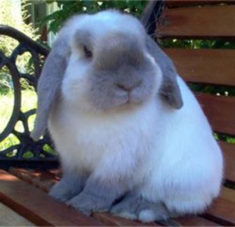 Bunny Breed Guide Mini Lop Holland Lop Rabbits Pethelpful