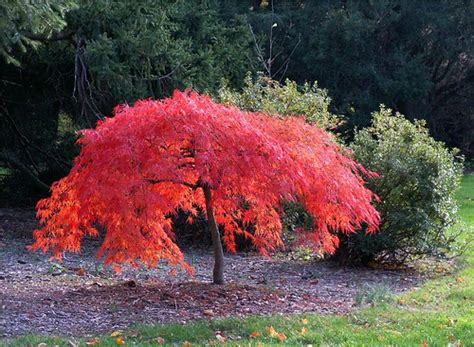 Iridescent Japanese Miniature Maple Stanley Zimny Thank You For