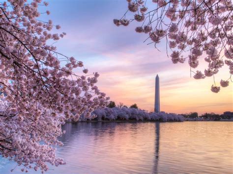 海外でも桜は見れる！おすすめお花見スポット5選 - 毎日が記念日