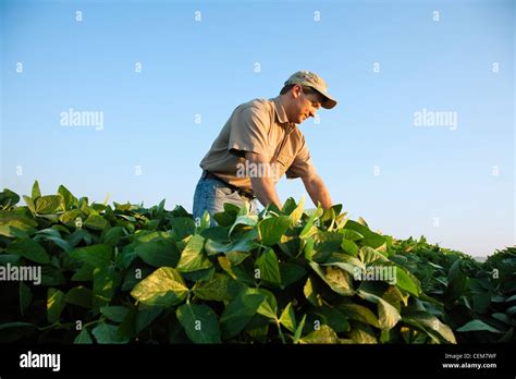 Agriculture A Farmer Grower Examines His Mid Growth Soybean Crop At