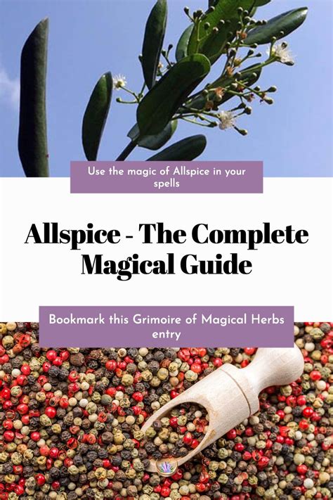 The Magic Of Essential Oils Allspice Artofit