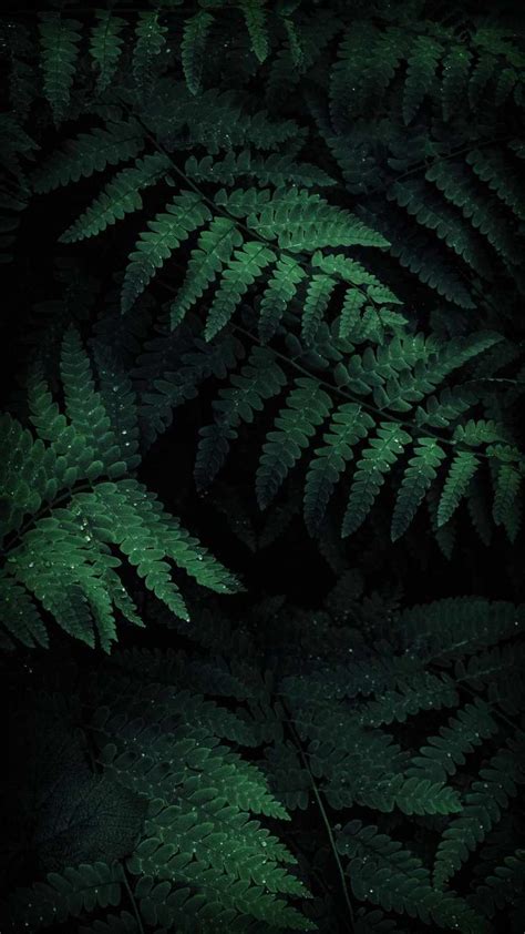 Dark Green Nature Wallpaper Hd