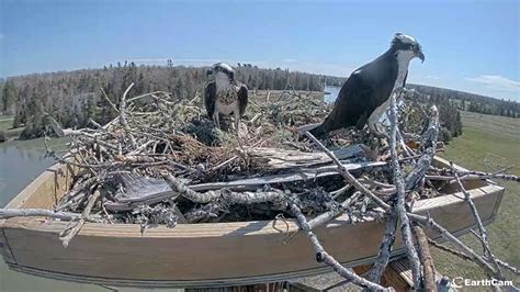 Lamoine Osprey Nest [LIVE CAM]