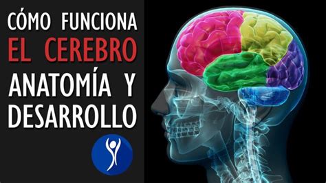 Qu Parte Del Cerebro Controla El Pensamiento Descubre Su Funci N Y