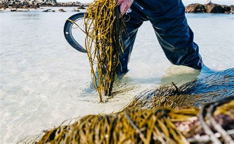 El Jadida Les Algues Marines Poumon Conomique Et Cologique Des C Tes