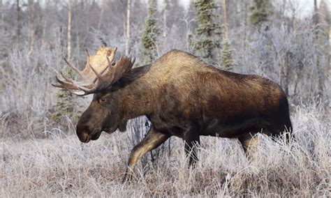 N H Moose Hunt Lottery ERegulations