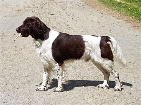 Chien Petit Epagneul de Münster Jeep du Domaine d Aiden