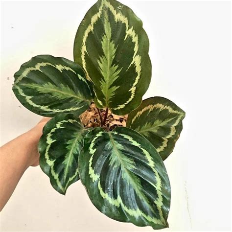 Jual Calathea Medalion Calathea Orbyfolia Calathea Calathea Murah