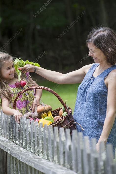 Mother And Daughter Picking Vegetables Stock Image F0108126 Science Photo Library