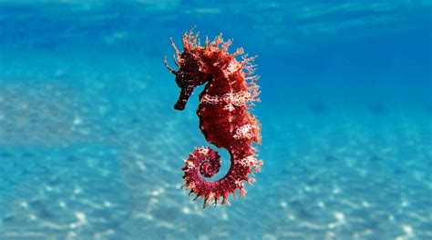 Seahorse Having Babies