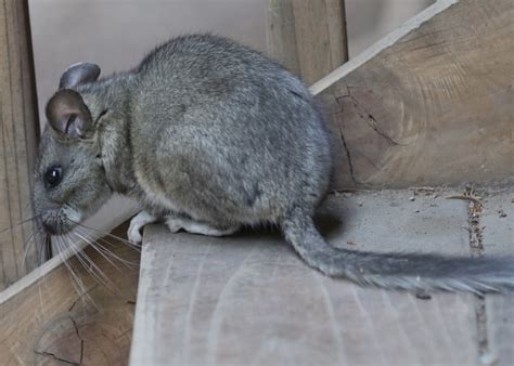 Bushy Tailed Woodrat Neotoma Cinerea Wild Columbia County