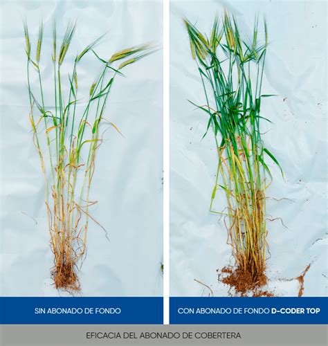 Abonado De Fondo Estrategia Clave En El Cultivo Del Cereal