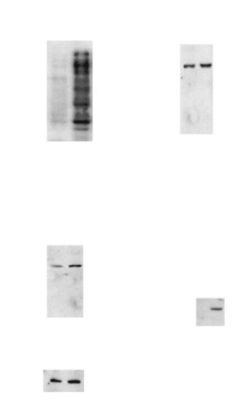 Interaction Of Grap2 With Hpk1 In Vitro And In Mammalian Cells A